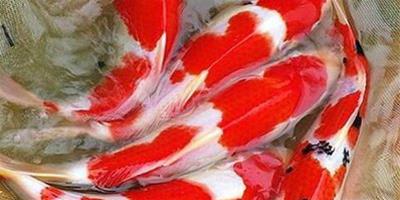 如何正確飼養紅白錦鯉