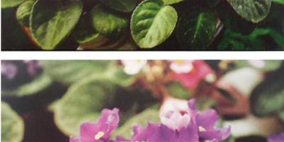 [常綠花卉]-非洲紫羅蘭 非洲堇