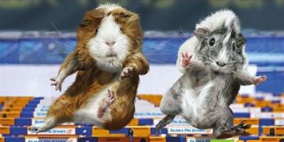 豚鼠組團參加奧運：為金牌而戰