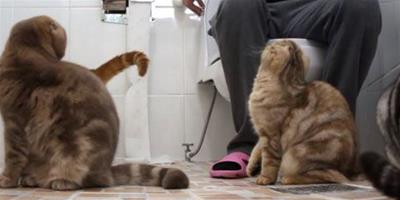 養貓之後就沒所謂的隱私權了！貓咪偷窺貓奴上廁所！