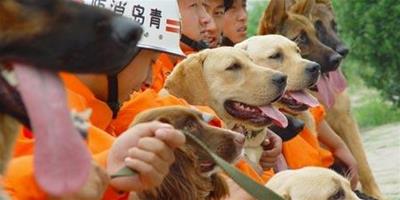 關於搜救犬的作用以及訓練方法的介紹