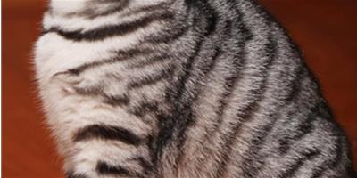 關於寵物貓掉毛的三大原因
