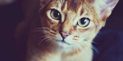 阿比西尼亞貓消除淚痕的方法