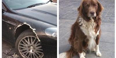 英國狗狗患上分離焦躁症，咬壞主人8萬英鎊名車