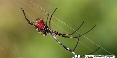 毛蜘蛛有毒嗎 大多數蜘蛛的毒性都是微乎其微