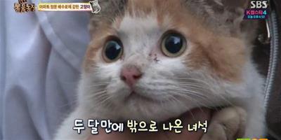 韓國：小貓被困水溝兩個月終獲救