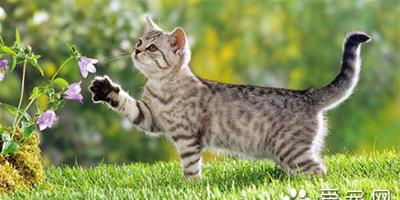 貓傳染性腹膜炎 貓傳染性腹膜炎的症狀及防治方法