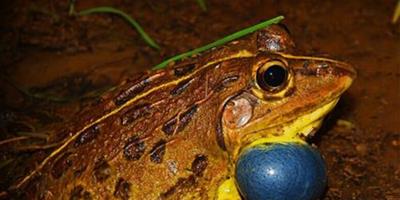 虎紋蛙的飼養知識