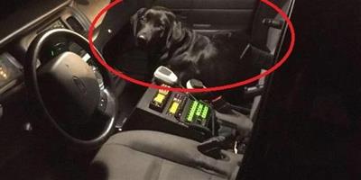 警車上突然出現一只黑嚕嚕的狗，員警笑噴：你是來自首的嗎？