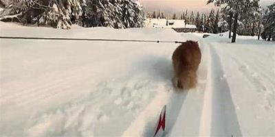 挪威寵物貓“力大無窮” 竟拉雪橇載人