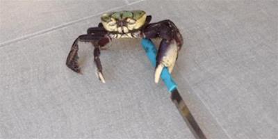 忍無可忍啊！一隻遭到人類騷擾的螃蟹，居然拿起了刀子自衛！