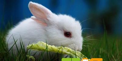 寵物兔的換毛知識你瞭解嗎