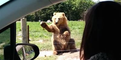 棕熊親切和遊客打招呼 單手接吐司