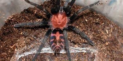 如何正確鑒別種蜘蛛的雌雄