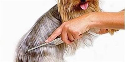 狗狗梳毛選用合適毛刷