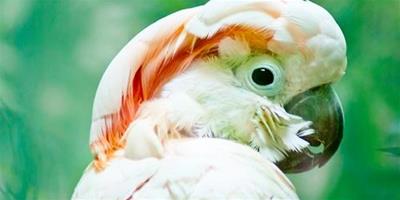 摩鹿加鳳頭鸚鵡品種簡介