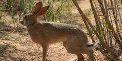 寵物兔便秘的預防及治療