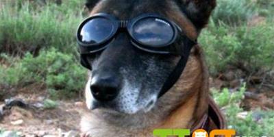 阿富汗軍犬也帶護目鏡