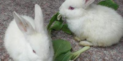 兔子最愛吃的蔬菜 蔬菜須洗淨後瀝幹水