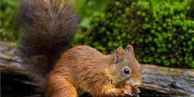 松鼠的特徵 松鼠是典型的樹棲小動物