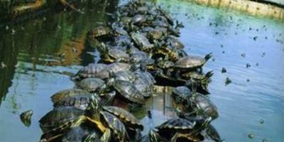 巴西龜飼養方法介紹