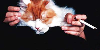 二手煙對於貓咪有哪些危害？