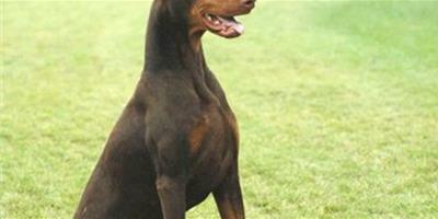 杜賓犬能長多大，平均體重身高多少？
