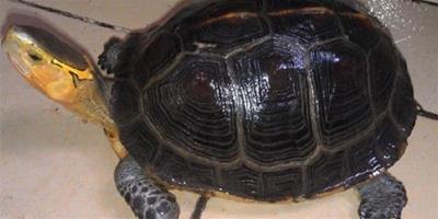 如何辨別黃緣閉殼龜的性別