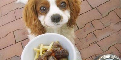 幫助狗狗挑選零食的方法