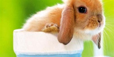 影響垂耳兔壽命的因素有哪些？