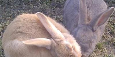 兔子脫毛是怎麼回事 脫毛的兩種情況