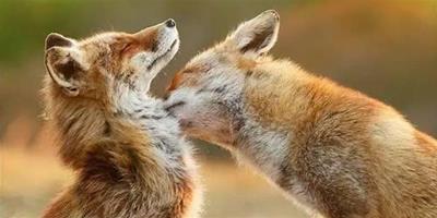 11張顛覆大家對狐狸狡猾奸詐印象的“曬恩愛”浪漫瞬間照片！