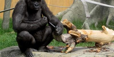加拿大動物園拍到一隻猩猩正在玩小刀