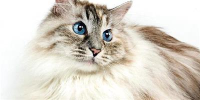 寵物貓之西伯利亞貓的品種特徵介紹