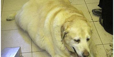 寵物狗貪吃易發胖 科學證實都是基因惹的禍