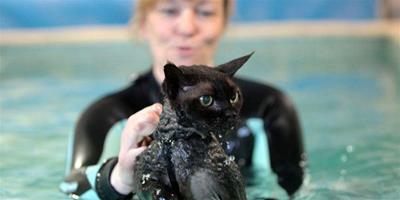 美國小貓患關節炎寵物中心接受水療