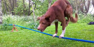 超強狗兩年學會絕技 只靠前腳站在繩子上
