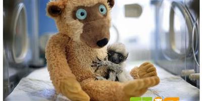 馬達加斯加狐猴把泰迪熊當媽媽