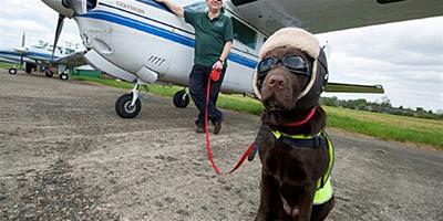 寵物犬飛行250小時獲機務人員證件