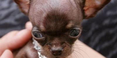 世界最小狗狗，身長只有9釐米