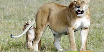 肯亞幼獅淘氣啃母獅尾巴當“午餐”