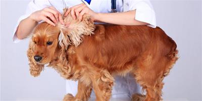狗狗常見創傷的治療