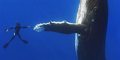 夏威夷16米座頭鯨與潛水夫親切“握手”