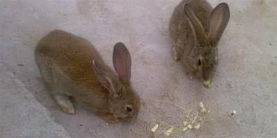 兔子吃甜食 甜食會導致兔子患蛀牙