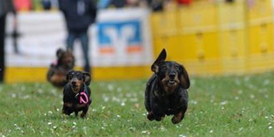 德國臘腸犬賽跑比賽開幕