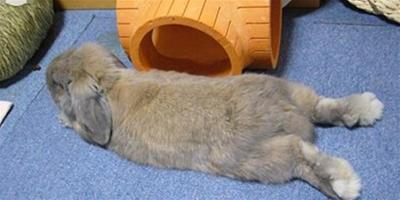 兔子是怎麼睡覺的 基本上都是在打盹