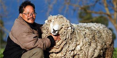 澳洲亞裔男子花15萬元官司，只為保護寵物羊