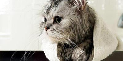 一種貓咪免水乾洗的方法