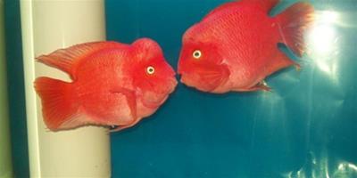 鸚鵡魚為什麼不紅？血鸚鵡魚怎麼養最紅？