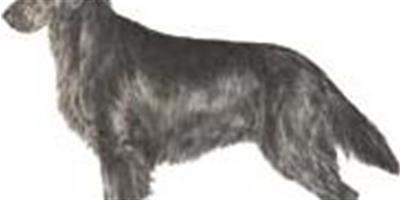索塞克斯獵犬(Sussex Spaniel)